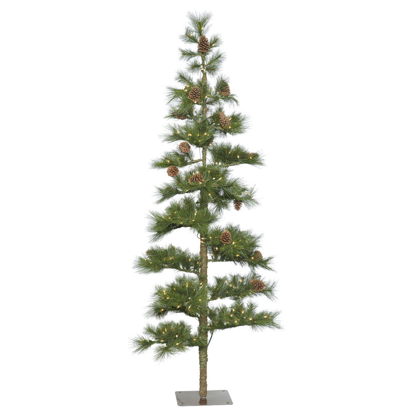 9' x 50'' Mountain Pine Tree