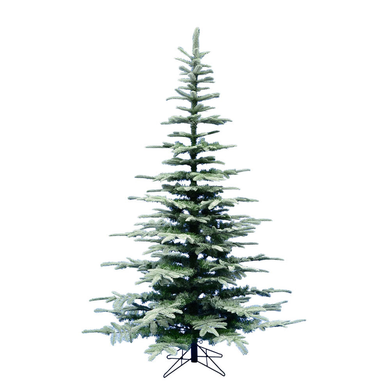 6' x 49" Frosted Ardwell Spruce  Tree